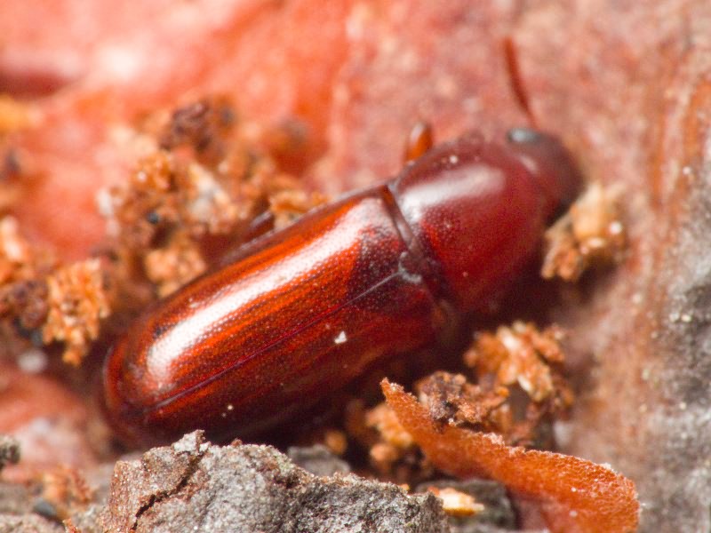 Corticeus pini Panzer, 1799